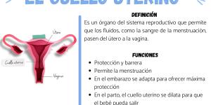 Qué es el cuello uterino y cuál es su función