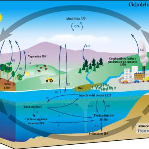 Ciclo del carbono - resumen
