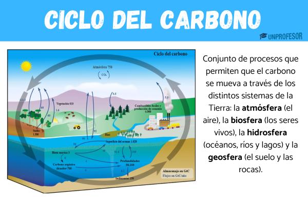 Ciclo del carbono - resumen - Etapas del ciclo del carbono