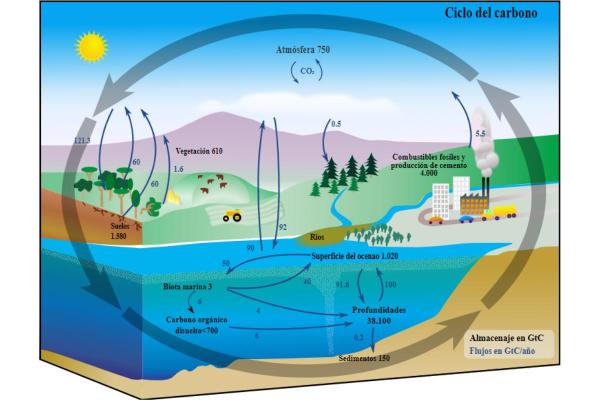 Ciclo del carbono - resumen - ¿Qué es el ciclo del carbono?