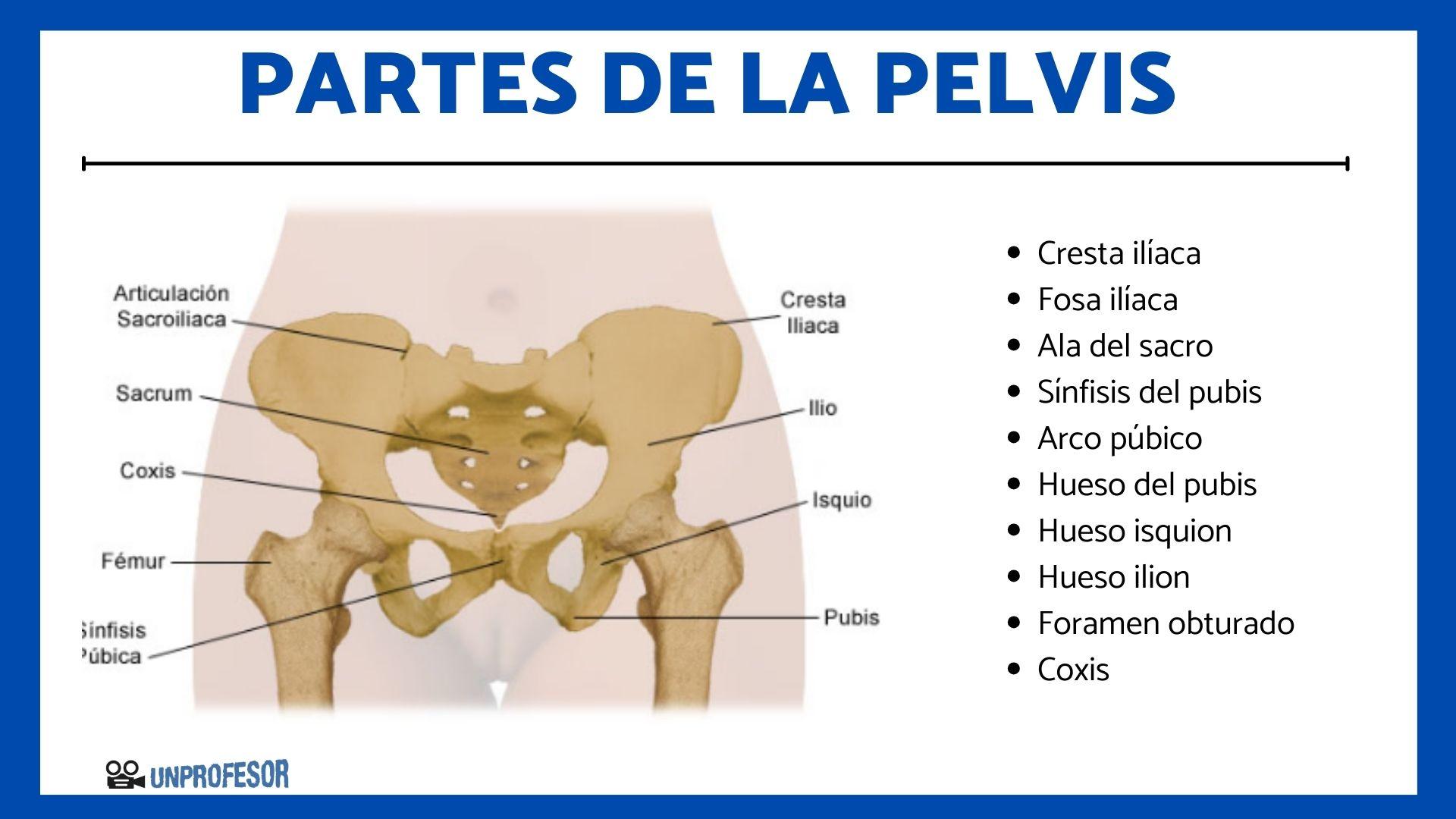 10 partes de la PELVIS para niños y niñas
