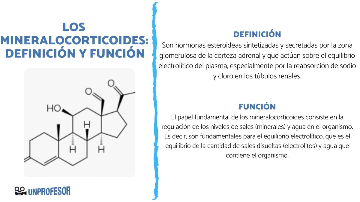 Cuál es la función de los mineralocorticoides
