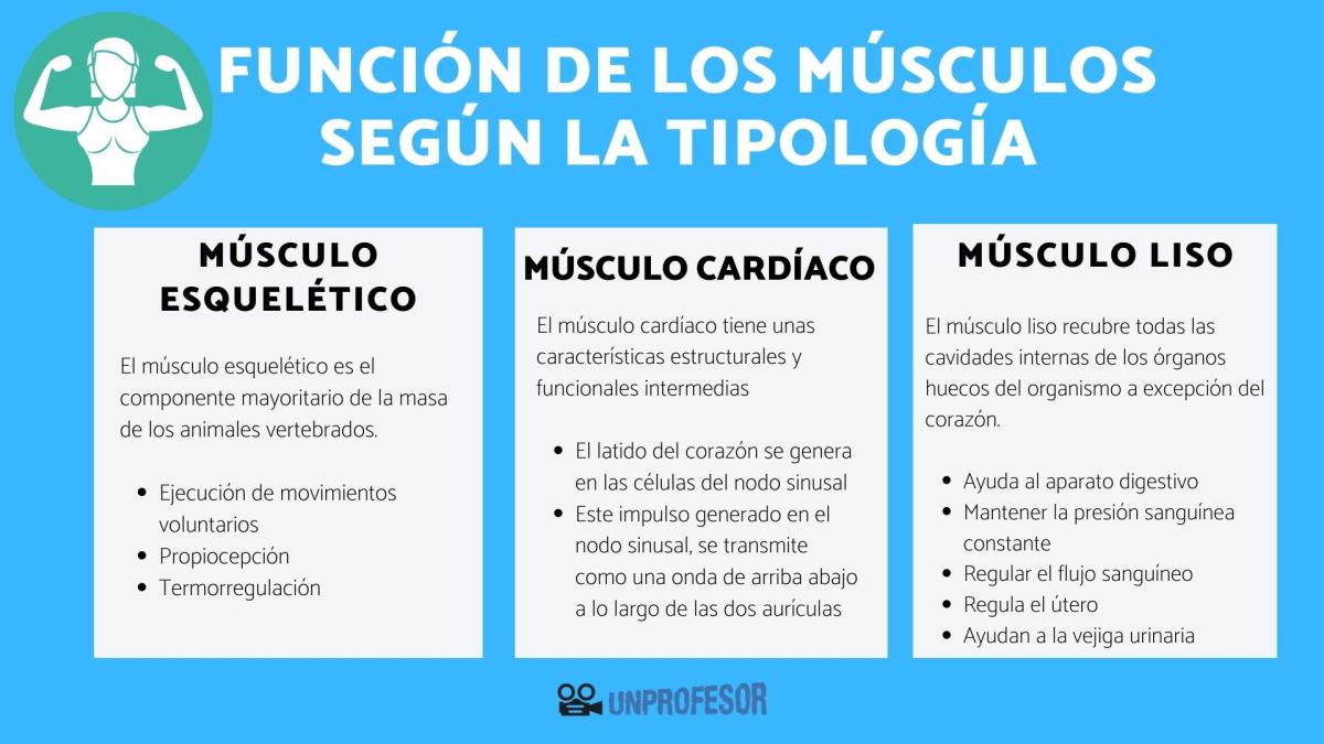 Función de los músculos