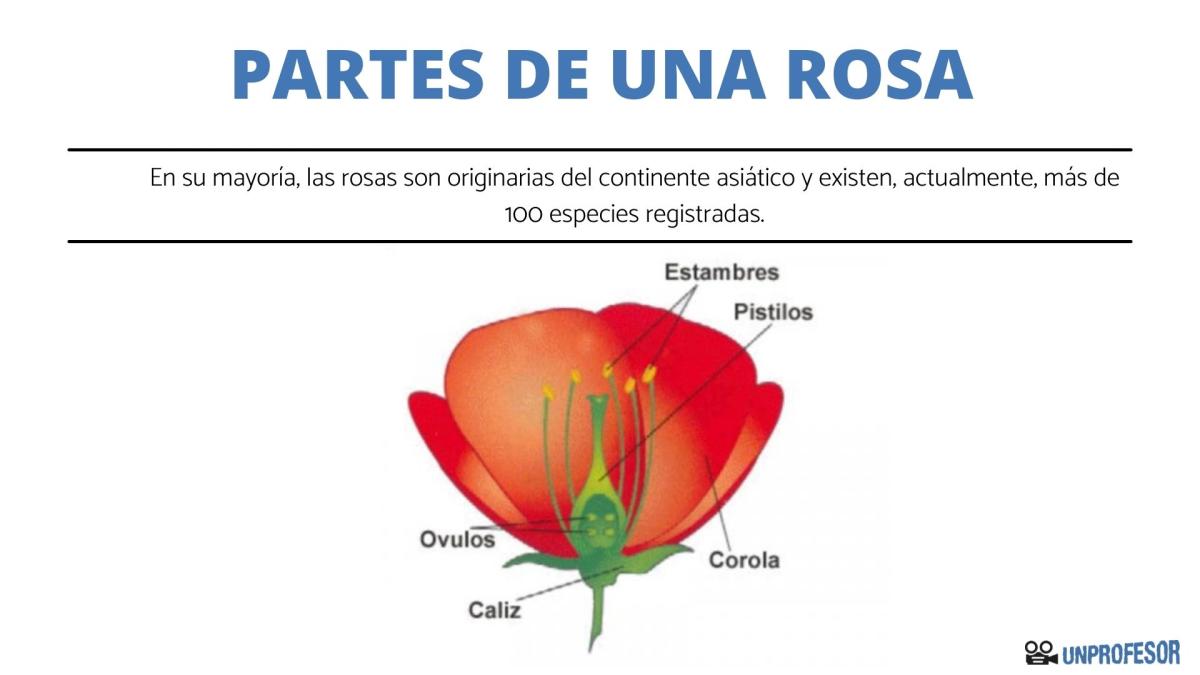 Partes de una rosa y sus funciones