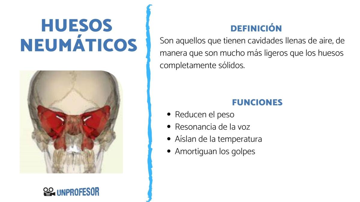 Huesos neumáticos y su función