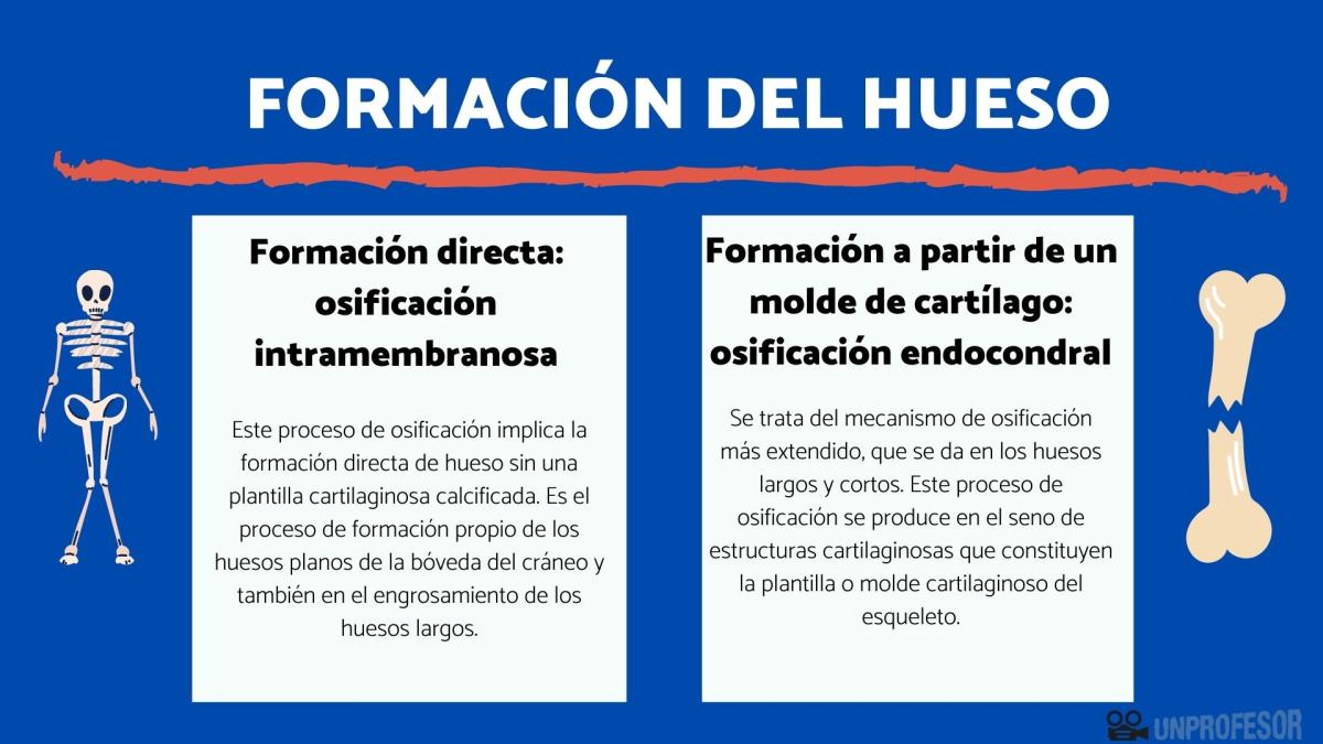 Formación del hueso