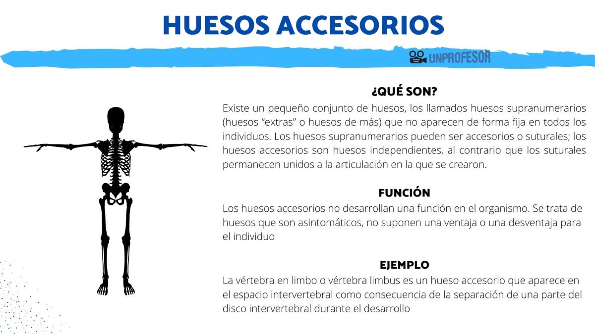Huesos accesorios y su función