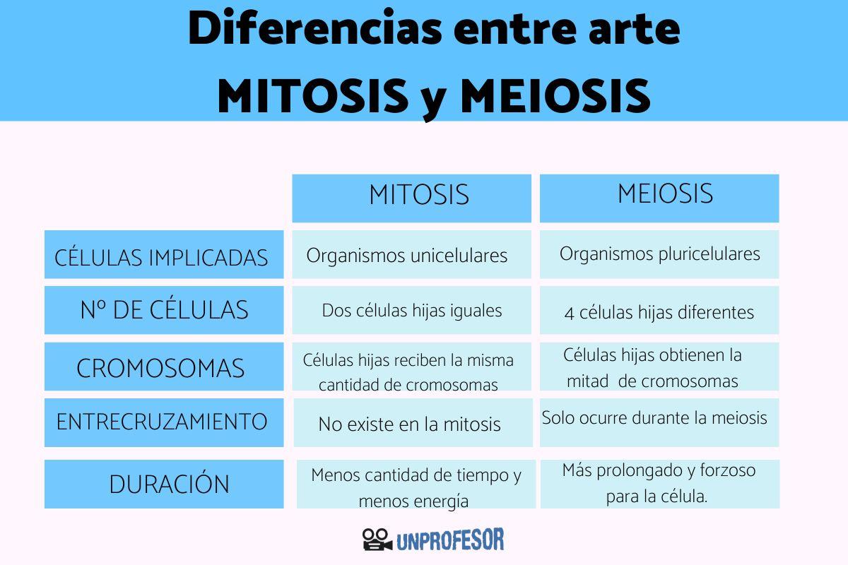 Diferencia mitosis y meiosis