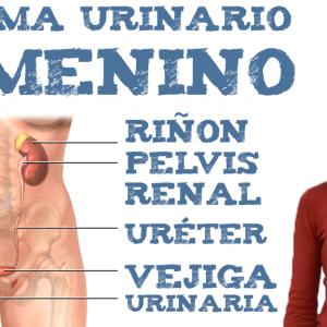 El sistema urinario femenino