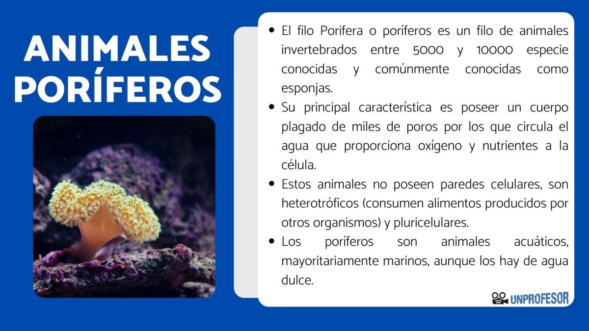Ejemplos de poríferos