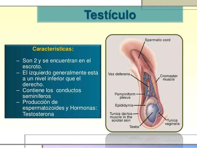 Testículos: función y características - RESUMEN CON IMÁGENES