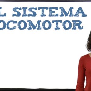 El sistema locomotor