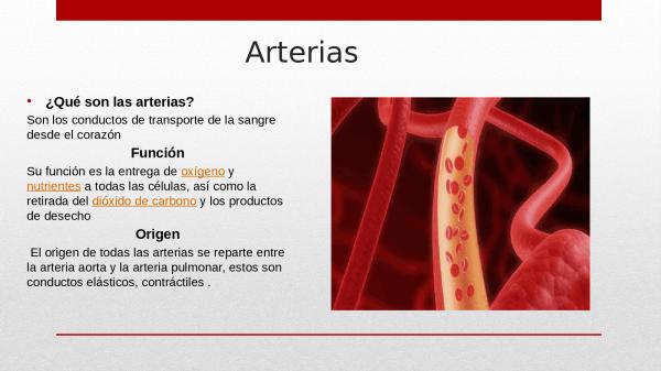 Por dónde circula la sangre - Función de las arterias y tipos