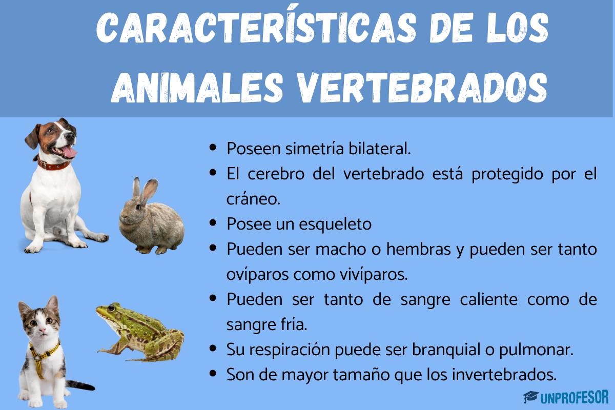 Animales vertebrados: características y clasificación