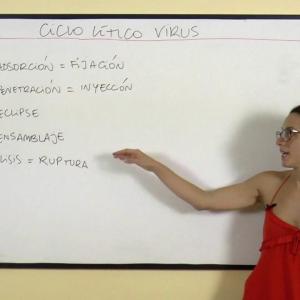 Ciclo lítico de un virus