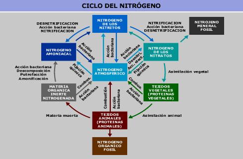 Cu les Son Las VALENCIAS Del NITR GENO Resumen F CIL 
