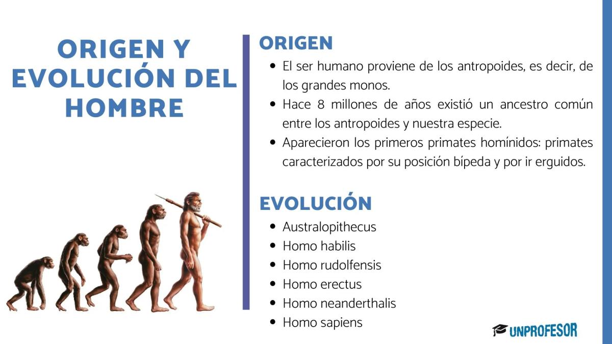 Origen y evolución del hombre: resumen