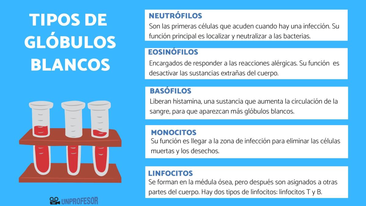 Tipos de glóbulos blancos