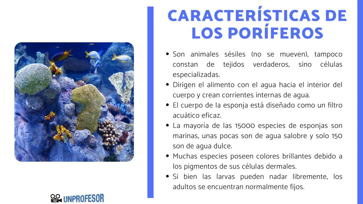 Características de los poríferos