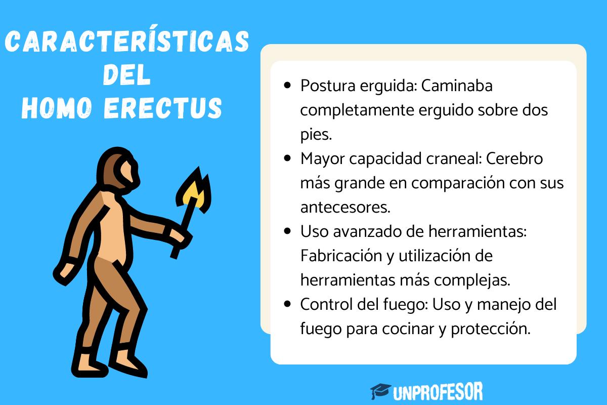Homo erectus: características físicas y culturales