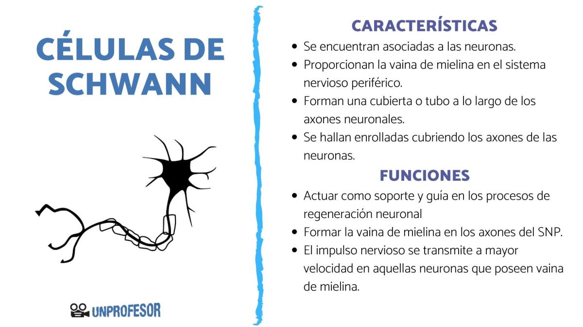 Células de Schwann: funciones y características