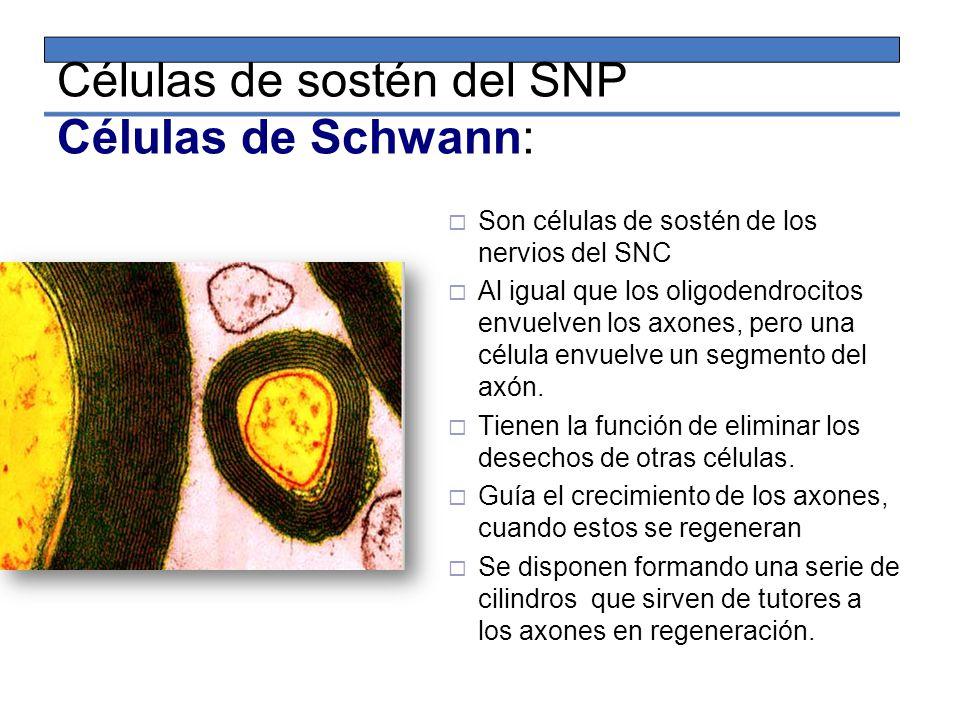 Células de SCHWANN funciones y características RESUMEN! Células de SCHWANN funciones y características RESUMEN!