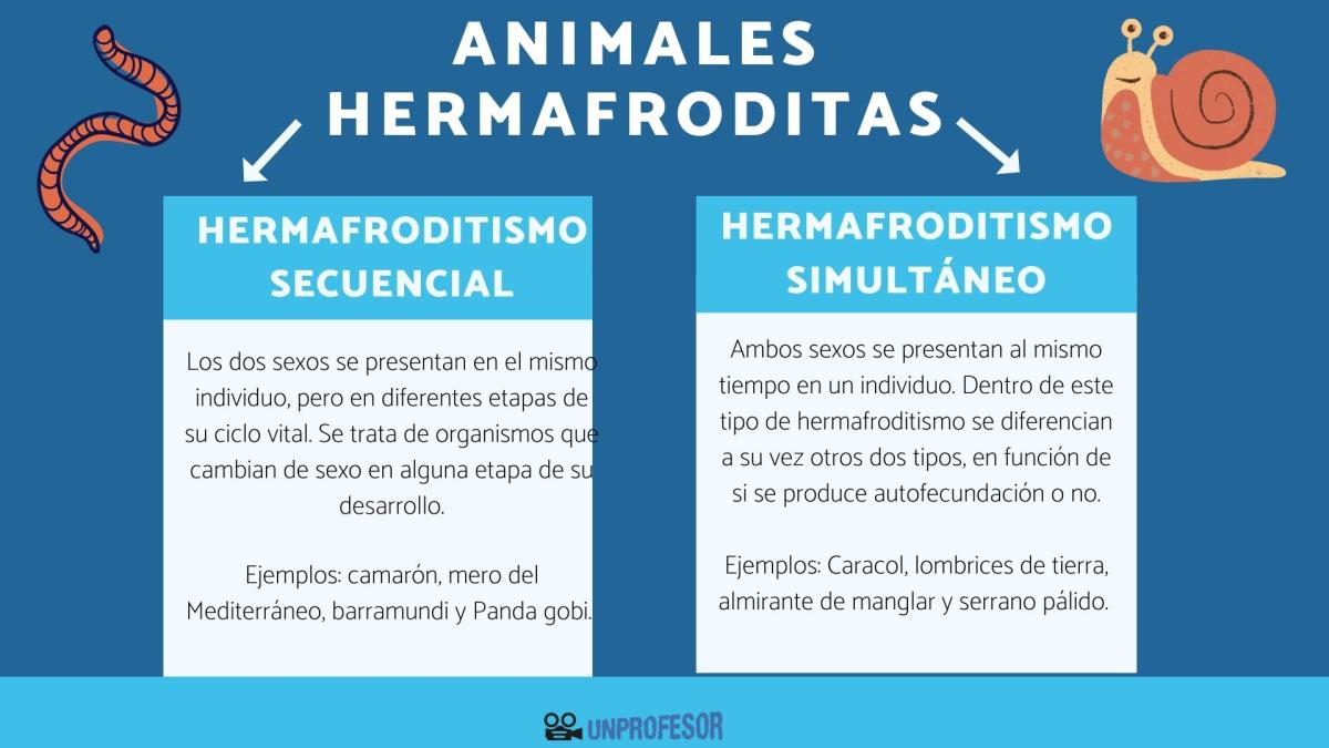 Animales HERMAFRODITAS - con ejemplos