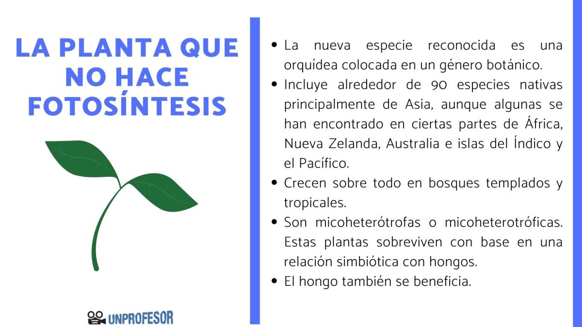 La Extraña Planta que no Realiza Fotosíntesis