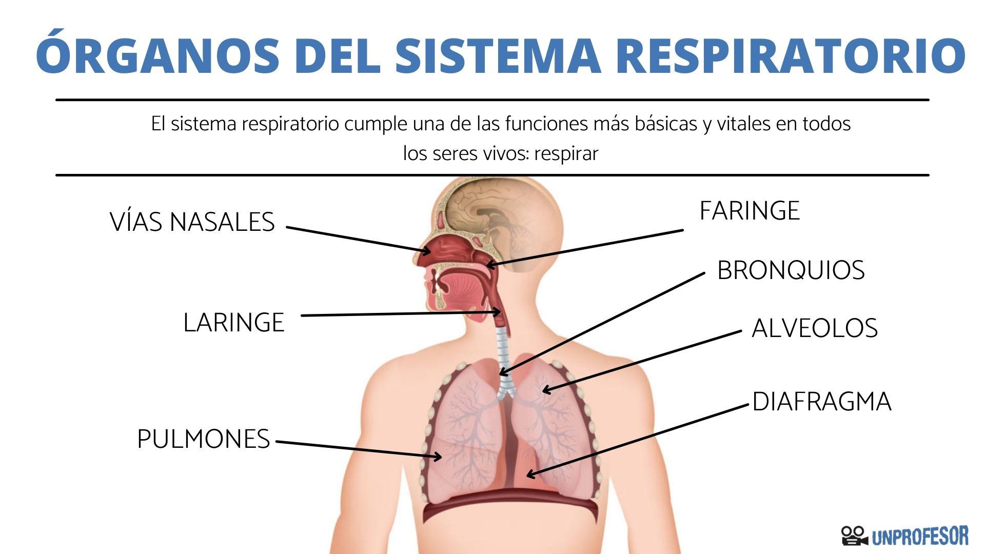 ÓRGANOS del sistema RESPIRATORIO y sus funciones [con IMÁGENES]