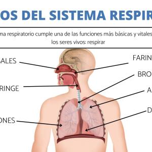 Órganos del sistema respiratorio