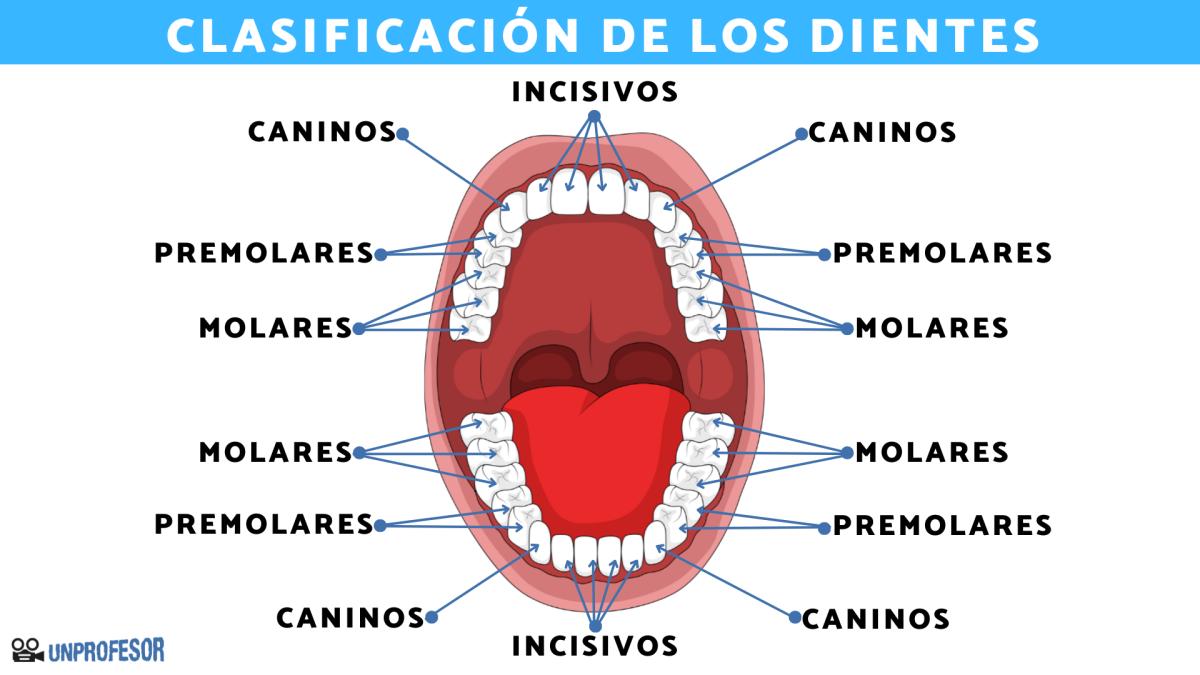 Clasificación de los dientes