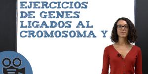 Ejercicios de genes ligados al cromosoma Y