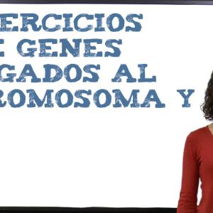 Ejercicios de genes ligados al cromosoma Y