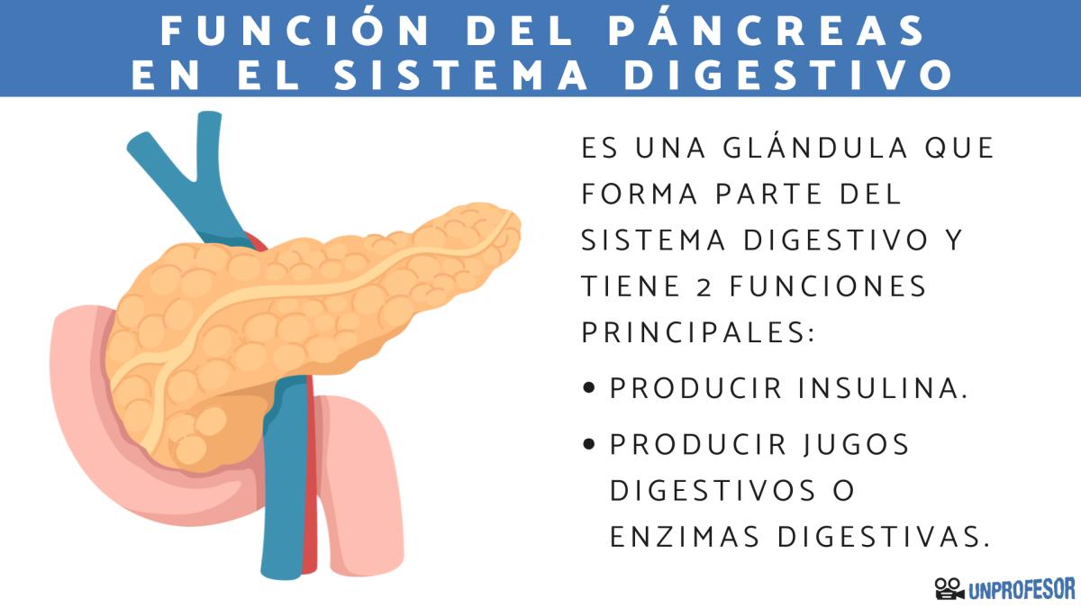 Función del páncreas en el sistema digestivo