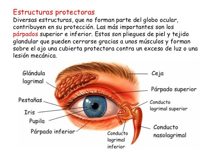 Partes del ojo y sus funciones - Para niños