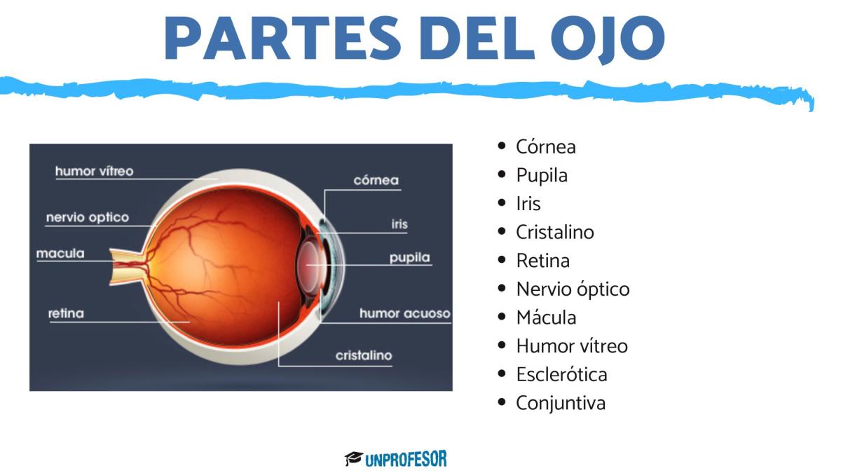 Partes del ojo y sus funciones - Para niños