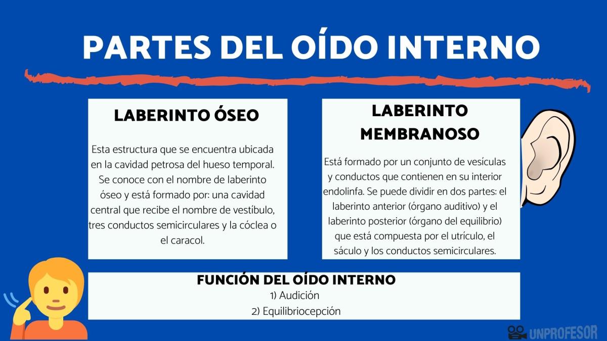 Oído interno: partes y funciones