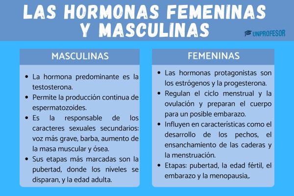 Hormonas femeninas y masculinas: diferencias - Cuáles son las diferencias entre hormonas femeninas y masculinas