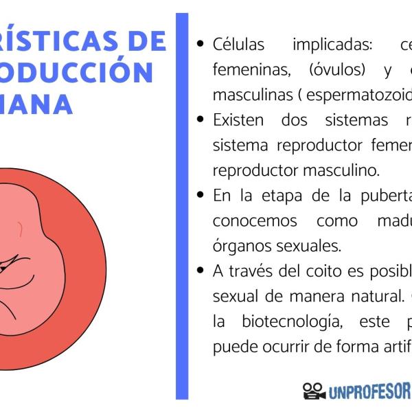 Reproduccion Sexual En Humanos 8369