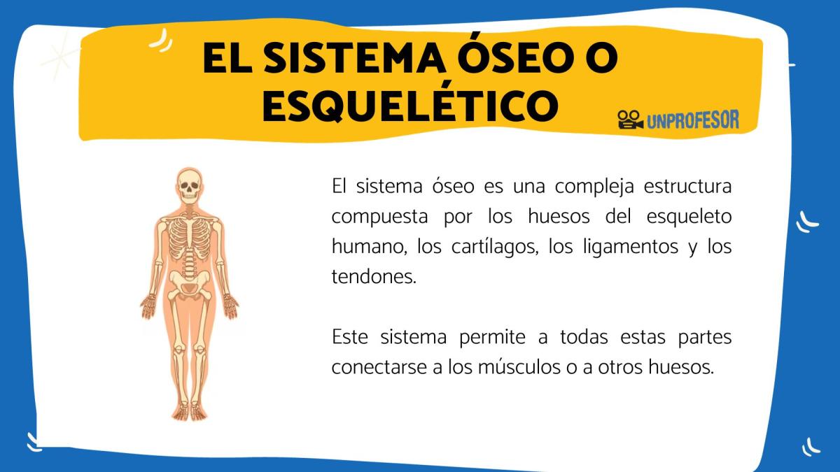 El sistema óseo o esquelético