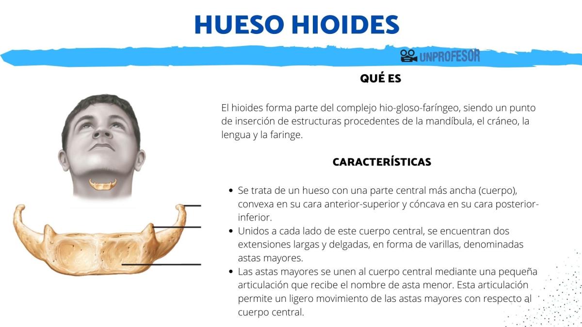 Hueso hioides: función y características