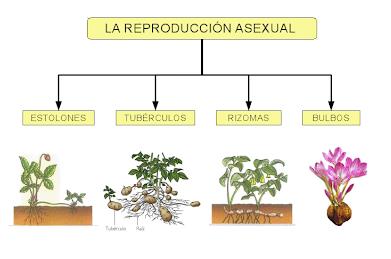 Descubre qué es la reproducción asexual - ¡Con EJEMPLOS!