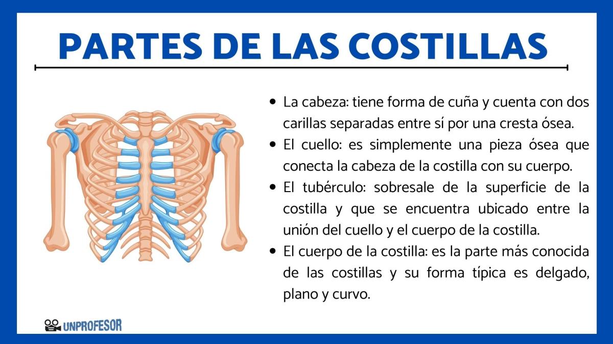 Partes de las costillas humanas