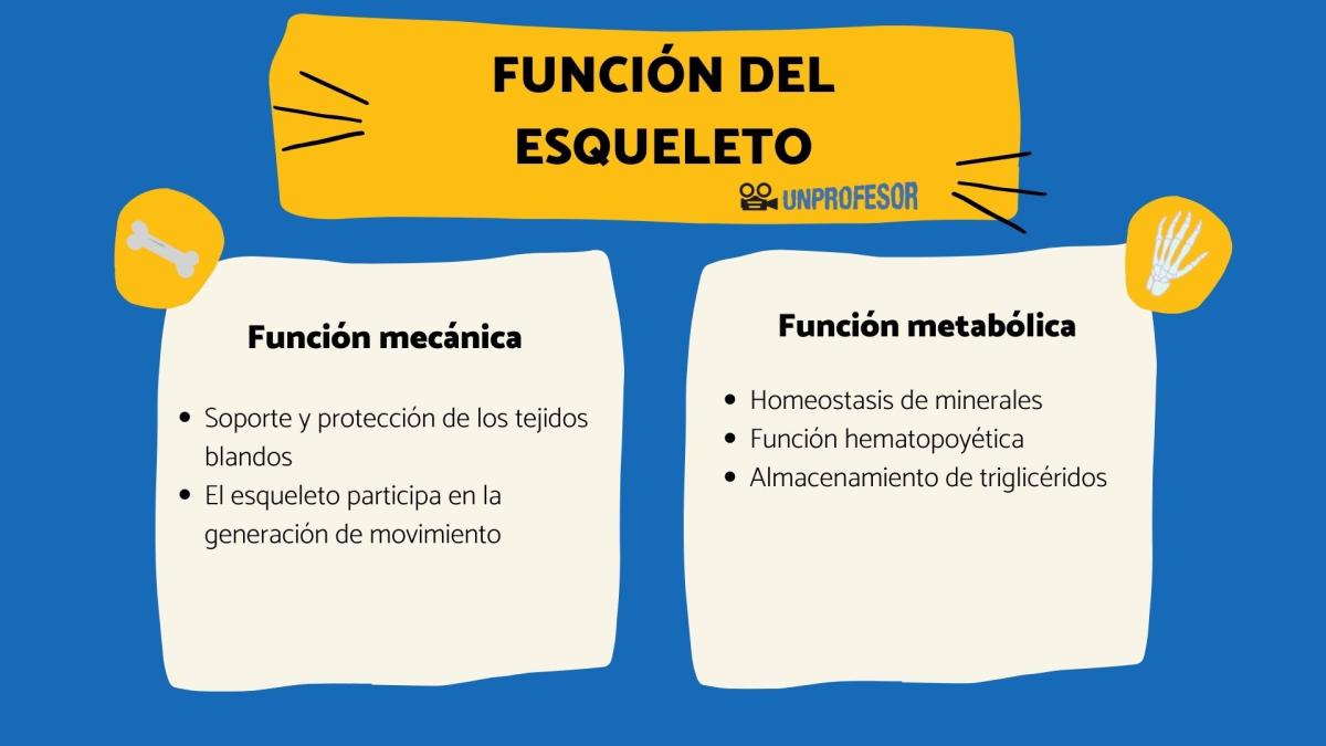 Funciones del esqueleto