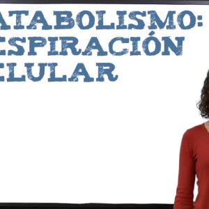 Catabolismo: respiración celular