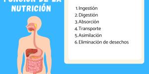 Función de la nutrición