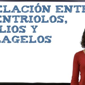 Relación entre centriolos, cilios y flagelos