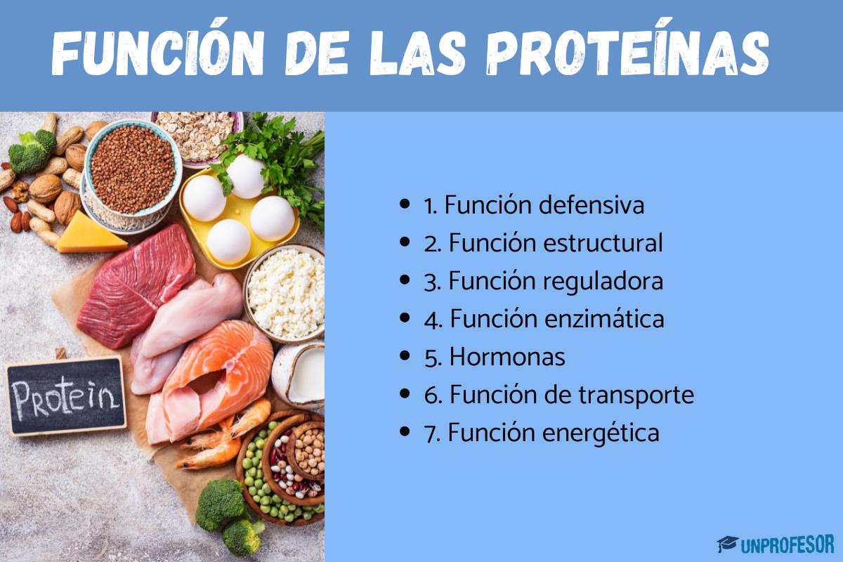 Función de las proteínas en el organismo