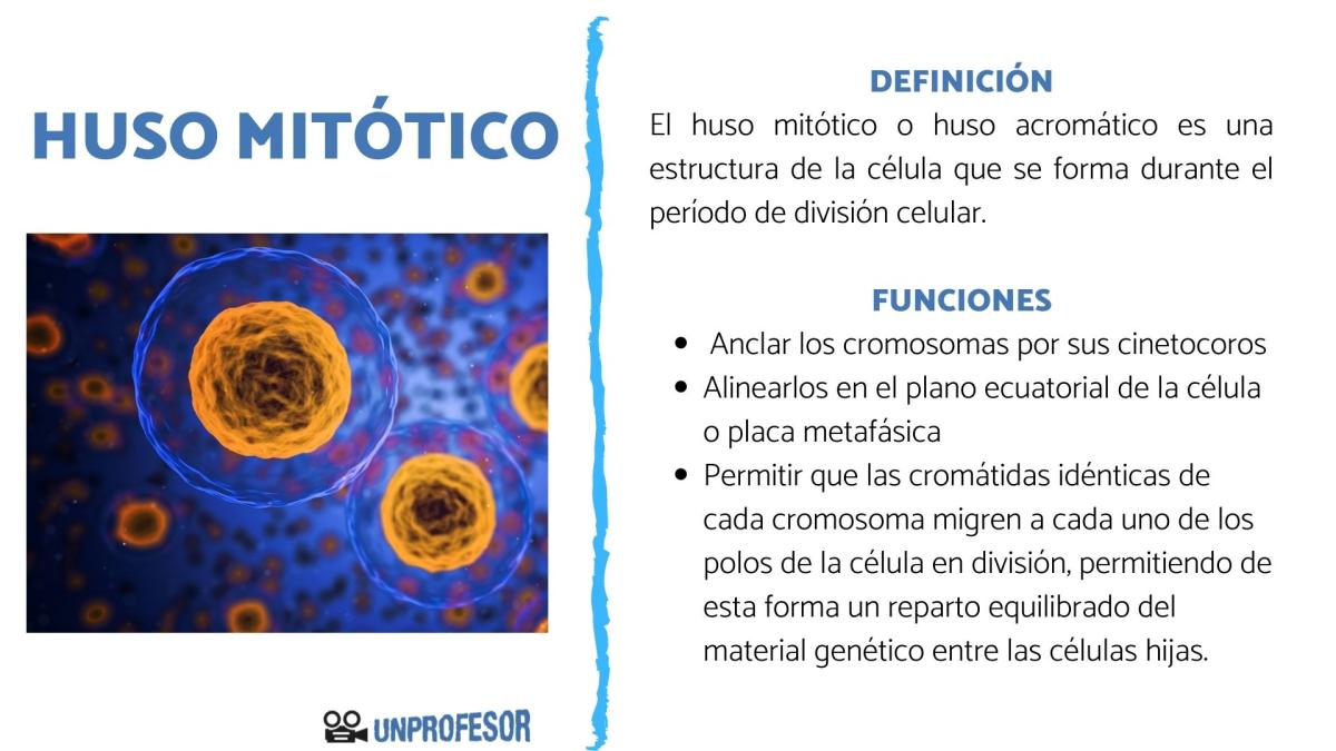 Estructura y función del huso mitótico