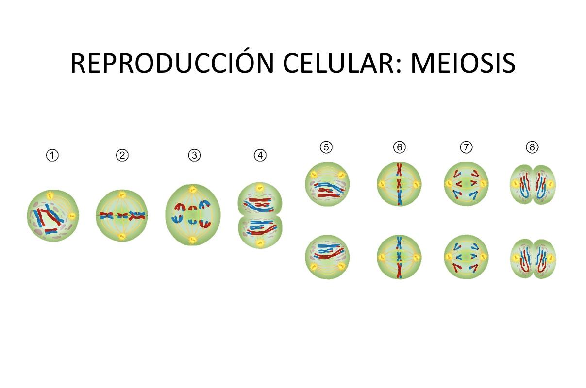 ¿Cuál es la Importancia de la MEIOSIS? - Definición y Funciones